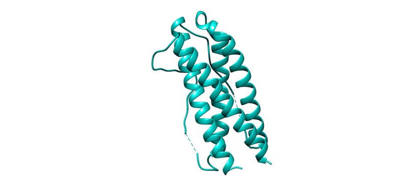 Interleukin-11 ist eines der Zytokine, die im Körper Entzündungsreaktionen steuern. (Bild: Juliane Lokau, Uni Kiel)