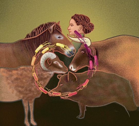 Gefährliche Nähe: Schon lange vermutet die Forschung einen Zusammenhang zwischen dem Aufkommen von Ackerbau und Viehzucht und der Entwicklung von Krankheitserregern, die von Tieren auf Menschen überspringen. Die Analyse des Erbguts jahrtausendealter Salmonellen belegt erstmals diese These. Gefährliche Nähe: Schon lange vermutet die Forschung einen Zusammenhang zwischen dem Aufkommen von Ackerbau und Viehzucht und der Entwicklung von Krankheitserregern, die von Tieren auf Menschen überspringen. Die Analyse des Erbguts jahrtausendealter Salmonellen belegt erstmals diese These.