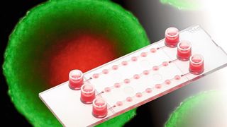 Die Durchflusskammer µ-Slide Spheroid Perfusion von Ibidi (Ibidi)