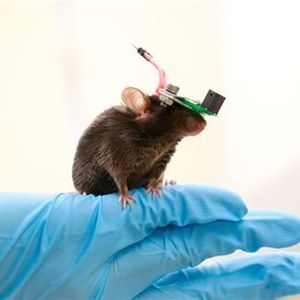 The miniature transducer for the transcranial ultrasound of a freely-moving mouse.