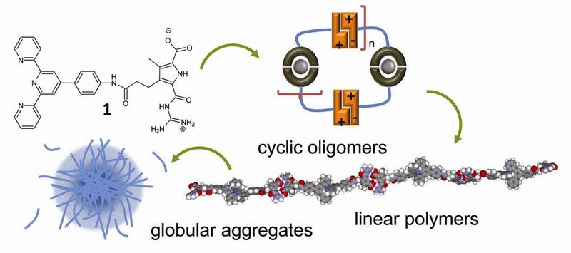 Prinzip der Herstellung des neue entwickelten Polymers: Das konstruierte Molekül ist ein Hybrid aus einem Zwitterion und einem Terpyridin-Liganden für die Metallbindung. In pH-neutraler Umgebung binden die selbstkomplementären Zwitterionen aneinander, sodass stabile Dimere entstehen. Fügt man dem System nun Metallionen hinzu, so entstehen aufgrund der Metall-Ligand-Komplexierung durch den zweiten Molekülteil, das Terpyridin, kettenförmige Polymere. Diese lagern sich anschließend weiter zu globulären, d.h. kugelförmigen Aggregaten zusammen.  (Bild: CeNIDE)