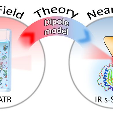 Um eine Brücke zwischen der herkömmlichen Fernfeld- und der nanoskaligen Nahfeld-Infrarotspektroskopie zu schlagen, kombinierte das Team die experimentellen Daten mit dem theoretischen finite-Dipol-Modell, was beschreibt, was auf der Nanoskala geschieht. (Bild: HZB)