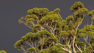 Über zwei Drittel der Unternehmen planen in den nächsten Monaten auf Basis von Container-Clustern und Kubernetes einen Teil ihrer Anwendungen zu betreiben.  (gemeinfrei, sandid / Pixabay)