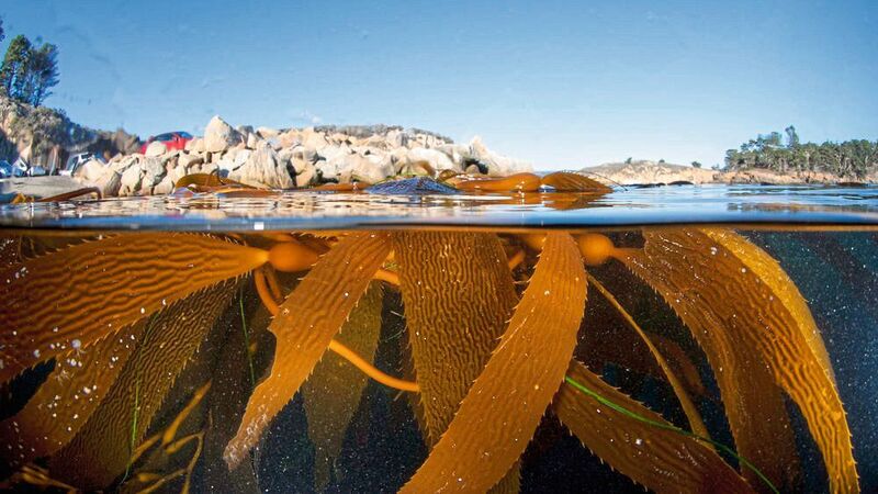 Blätter des Riesentangs (Macrocystis pyrifera) vor der Küste von Monterey Bay in Kalifornien. (Christian Jogler)