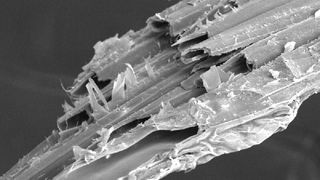 Meerrettich-Fasern unter dem Mikroskop (Bild: WHZ)