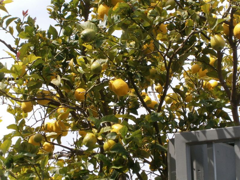 Impressionen aus dem Unternehmen Haas Automation in Oxnard, Californien, USA. (Bild: Königsreuther)