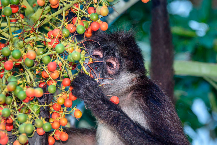 Fruit-eating spider monkeys are extraordinarily sensitive to the taste of ethanol. (Olga Mendenhall)