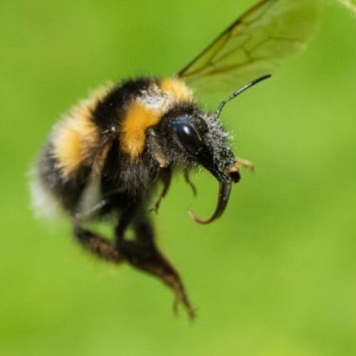 A bumble bee in flight at the University of Bristol Botanic Garden.(Source:  Phil Savoie)