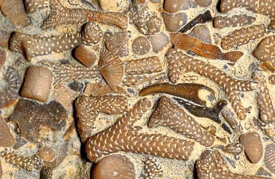 Grundlage für Untersuchungen über das Zusammenwirken lang- und kurzzeitiger Temperaturänderungen im Verlauf der Erdgeschichte waren die fossilen Überreste bereits ausgestorbener Lebewesen (hier: Moostierchen und Fragmente von Seelilien). Grundlage für Untersuchungen über das Zusammenwirken lang- und kurzzeitiger Temperaturänderungen im Verlauf der Erdgeschichte waren die fossilen Überreste bereits ausgestorbener Lebewesen (hier: Moostierchen und Fragmente von Seelilien).