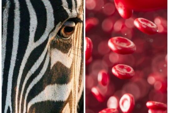 Stripe patterns which appear when red blood cells are separated in a centrifuge are primarily caused by the cells’ own attraction and adhesion to neighbouring cells.(Source:  University of Bristol)
