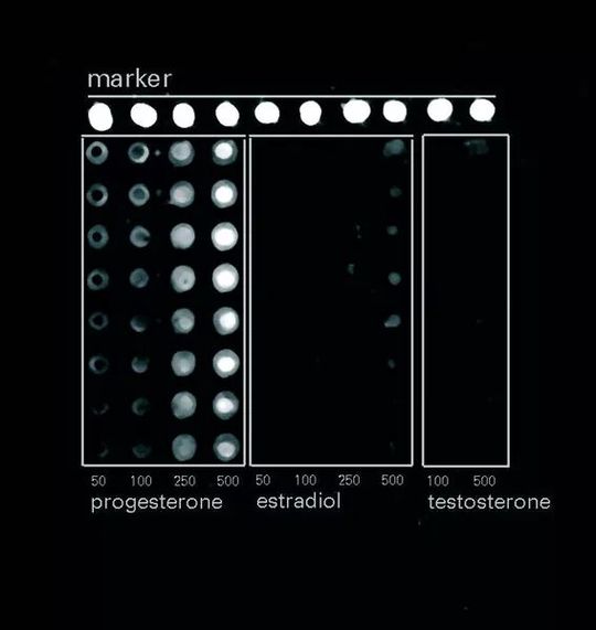 Abb.2: Steroidhormon-Assay(Bild:  Archiv: VCG)