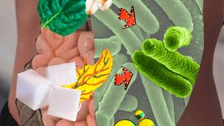 A Kobe University team found that glucose is excreted into the small intestine, where bacteria transform it into short-chain fatty acids.  (Source: © Kobe University )