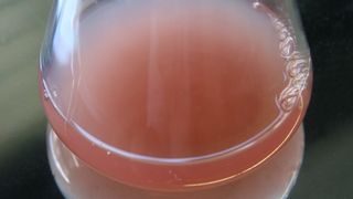 Dinoroseobacter shibae DSM 16493 im Erlenmeyer-Kolben (Bild: Petersen, Leibniz-Institut DSMZ)