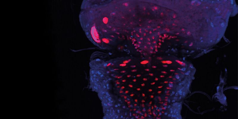 In Fruchtfliegen mit defektem Apterous-Gen verschließt ein korkenähnliches Gebilde, der Reingers-Knoten (rot), den Hinterdarm (blau). (Bild:  Biozentrum, Universität Basel)