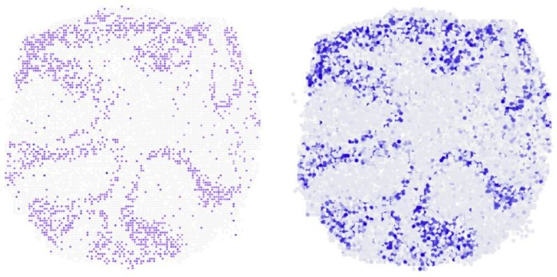 Wo im Mäuse-Kleinhirn wird gerade das Gen Neurod1 abgelesen? Der Längsschnitt zeigt, dass der Algorithmus (rechts) diese Frage anhand vorliegender Einzelzell-Sequenzierdaten sehr zuverlässig beantworten kann. Links zum Vergleich das Ergebnis aus Experimenten. (AG N. Rajewsky, MDC)
