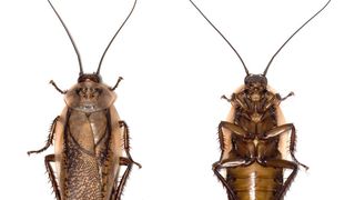 Die inneren Uhren der Madeira-Schabe werden über Neuropeptide gesteuert. (Bild: Achim Werckenthin/Uni Kassel)