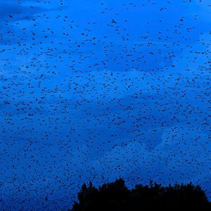 (© MPI f. Ornithologie / Christian Ziegler)