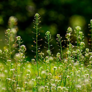 Als Modell für die Arbeiten der aktuellen Studie diente eine mit dem Hirtentäschel (im Bild) verwandte Art (Capsella rubella).  (Bild: © Victoria Moloman - stock.adobe.com)