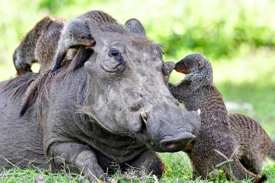 Banded mongooses (Mungos mungo) can cooperate with common warthogs (Phacochoerus africanus) by cleaning them, removing ticks and other parasites, while the warthogs provide access to food and safety from predators through their vigilance and presence. Example footage from Queen Elizabeth National Park, Uganda. (Source:  Leela Channer)