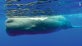 Mittlerweile nicht mehr nötig als Amber-Produzent: der Pottwal. (© Wildestanimal)