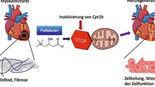 In Mäusen mit inaktivem Cpt1b-Gen kann sich das Herz nach einem Infarkt wieder regenerieren. (Bild: MPI für Herz- und Lungenforschung, erstellt mit Biorender.com)