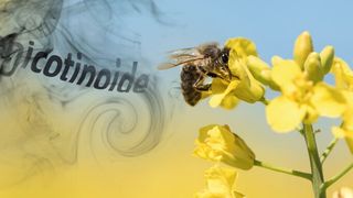 Abb. 1: Weil sie nicht nur Schadinsekten, sondern auch Nützlinge wie Bienen schädigen, hat die EU den Feldeinsatz von drei Insektiziden aus der Gruppe der Neonicotinoide verboten. (© robert , © K.THALHOFER- stock.adobe.com; [M]GötzelHorn)