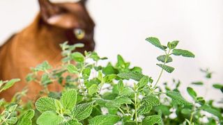 Die Katzenminze gibt den Duftstoff Nepetalacton ab, der bei geschlechtsreifen Katzen eine Art Rausch auslöst: Riechen die Katzen an den Pflanzen, werden sie regelrecht „high“, wälzen sich am Boden und zeigen ungewöhnlich verspielte Verhaltensweisen. (Bild: Phil Robinson, John Innes Centre, Norwich, Großbritannien)