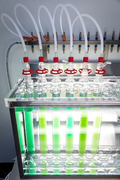 Im Algenlabor des Instituts für Molekulare Biotechnologie der TU Graz wachsen und gedeihen Mikroalgen.  (Lunghammer - TU Graz)