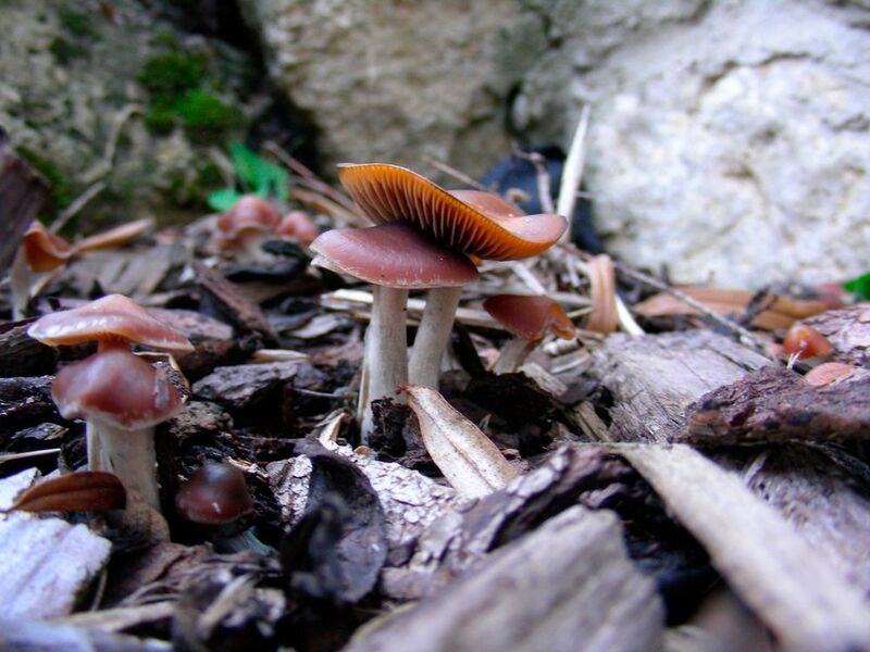 Zauberpilz – Der Pilz Psilocybe cyanescens, auch bläuender Kahlkopf genannt, ist ein stark psilocybinbildender Pilz mit demnach entsprechend psychedelischer Wirkung.  (Dirk Hoffmeister)