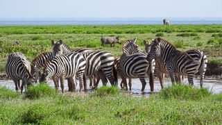 Zebraherde an einer Wasserstelle in Ostafrika (Bild: Peter Seeber / Leibniz-IZW)