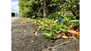 Kobe University ecologist USHIMARU Atushi has been studying the Asiatic dayflower, scientifically known as Commelina communis, for over 20 years and realized it grows vigorously in urban environments, making it an ideal subject for investigating the effects this environment has on plants. (Source: Nakata Taichi et al., Journal of Ecology 2025 (DOI 10.1111/1365-2745.70193))