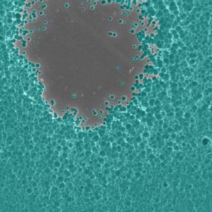 Close-up: Electron microscope image of enzyme degrading PET plastic. (Dennis Schroeder / NREL)