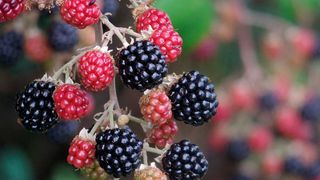 Brombeeren fielen auch im Jahr 2014 durch hohe Beanstandungsquoten bezüglich Pflanzenschutzmittelrückständen auf (10,8 % Grenzwertüberschreitungen). (gemeinfrei)