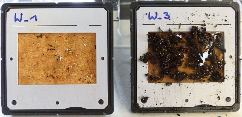 Abb. 3: Unbeschichtetes Papier nach ein bis drei Wochen (rechts: frisch aus der Erde, links: gereinigt zur Bewertung).  (Bild: © Fraunhofer ISC)