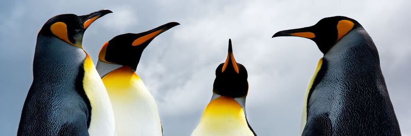 Eine neue Studie zeigt bei Pinguinen den am stärksten fragmentierten Schlaf, der je bei einem Tier festgestellt wurde. (Symbolbild)(Bild:  Kwest - stock.adobe.com)