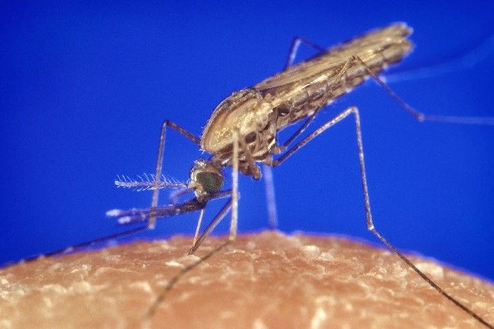 Die Mücken ernähren sich grundsätzlich von Pflanzensäften. Nur zur Ei-Entwicklung brauchen die Weibchen hochwertiges Eiweiß und nehmen dafür Blutmahlzeiten an Säugetieren und Menschen auf. (Foto: commons.wikimedia.org/Patho (CC BY))