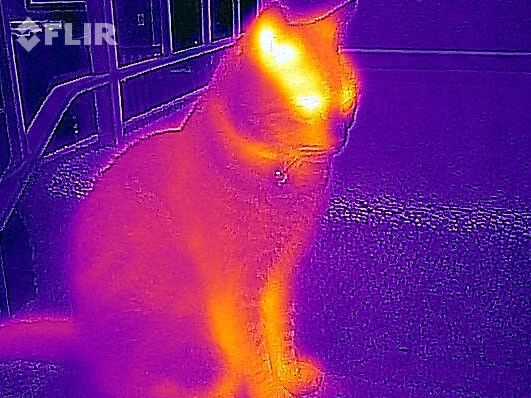 Wärmebild einer Katze, aufgenommen mit Flir One (FLIR)