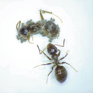 Pilzauswuchs in Ameisen. Wenn genügend Pilzsporen die Insekten innerlich infizieren, werden sie krank. Normalerweise tötet der Pilz Metarhizium seinen Wirt, um neue Sporen zu produzieren, die sich dann vom Kadaver ausbreiten. (Bild:  Matthias Konrad/ISTA)