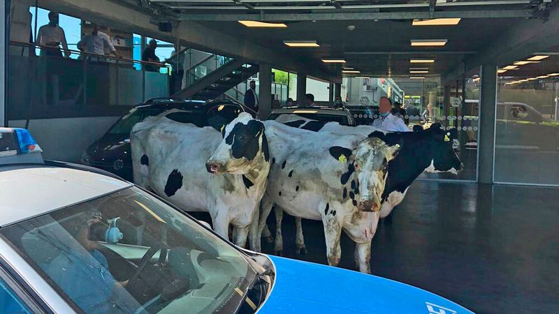 Als die Polizei versuchte, ausgebüxte Kühe zusammenzutreiben, flohen diese in den Schauraum von Gottfried Schultz in Velbert.(Bild:  Polizei Mettmann)