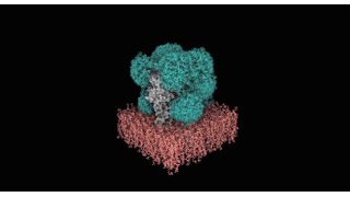 Modell des Zuckerschilds (grün) auf dem GABAA-Rezeptor (grau) in einer Membran (rot), erstellt vom neuen Algorithmus Glyco Shield (Bild: Cyril Hanus, Inserm, University Paris-Cité)