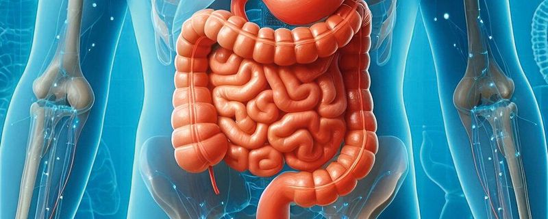 Würzburger Wissenschaftler haben kleine Moleküle entdeckt, die den Metabolismus von Bakterien regulieren. Diese Entdeckungen geben Aufschluss darüber, wie sich dieses Darmbakterium an wechselnde Ernährungsbedingungen anpasst. (Symbolbild)(Bild:  frei lizenziert /  Pixabay)