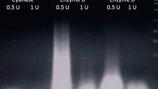 Die Cyanase zersetzt alle Arten von DNA und  RNA sehr effizient und entfernt damit Nukleinsäuren aus Proben. (Bild: SLG)