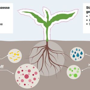Pflanzen stärken, ohne Dünger Damit auch ohne den Einsatz von Stickstoffdüngern hohe Erträge in der Landwirtschaft erzielt werden, hat ein Team der Creavis nach natürlichen Helfern für das Pflanzenwachstum gesucht. Aus über 400 getesteten Bakterienspezies wählten sie nach ausführlichen Tests schließlich drei aus, die in Kombination den besten Einfluss als „Biostimulanzien“ zeigten. Im Vergleich mit Düngemitteleinsatz erzielte dieses Mikrobentrio nahezu denselben Wachstumsschub bei den Pflanzen wie der klassische Düngemitteleinsatz. Zum Aufbringen der Mikroben aufs Feld entwickelte das Team eine spezielle Formulierung aus mikroplastikfreien Trägersubstanzen und biokompatiblen Additiven. Darin lassen sich die Bakterien stabil und lange lagern. Verdünnt mit Wasser, können Landwirte die Lösung dann auf die Blätter der Pflanzen aufragen. Mehr Infos zum Creavis-Projekt Agriculture Solutions (Bild:  Evonik Industries AG)