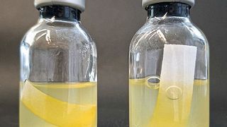 Der Vergleich zweier Kulturen von Clostridium thermocellum mit Filterpapier als Zellulosequelle zeigt den Einfluss des Pigments YAS auf den Zelluloseabbau durch das Bakterium. Während das linke Papier im Serum vollständig zersetzt wird, bleibt ein Teil des rechten Papiers ohne Kontakt zu YAS weitgehend intakt.  (Bild: Jana Krabbe, Leibniz-HKI)