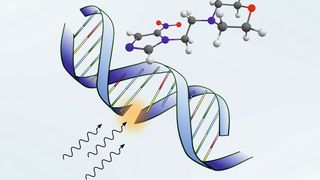 Durch Strahlung werden Strangbrüche in der DNA erzeugt. Das Nimorazol-Molekül dockt dort an, wo der DNA-Strang gebrochen ist und verhindert damit die Reparatur in der Krebszelle. (Rebecca Meissner)