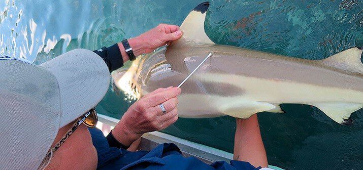 Skin mucus samples were collected from the backs and gills of wild-caught blacktip reef sharks around the Seyshelles Islands.  (Mauvis Gore)