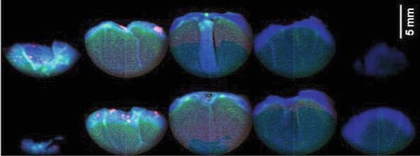 Aufnahmen mit Röntgenmikroskopie mit der Röntgenfarbkamera einer gerösteten Kakaobohne. Man erkennt in der Verteilung von Eisen (rot), Zink (grün) und Rubidium (blau) die Schale der Kakaobohne und Strukturen im Inneren (Hypocotyl und Cotyleidon-Adern). 