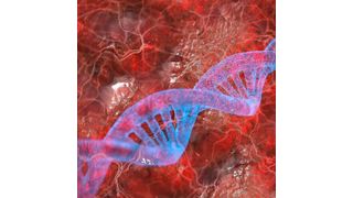 The fact that the cichlids were able to conquer the new lake so quickly, and efficiently use the entire food web, was only possible thanks to the diverse genomes that came together in hybrid swarms.  (Source: Pixabay)