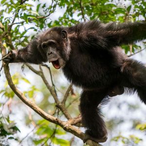 Schimpansen produzieren verschiedene Laute und kombinieren sie unter bestimmten sozialen Umständen zu längeren Sequenzen.(Bild:  Adrian Soldati)