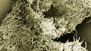 In der Pilotanlage in Leuna wird Holz in die einzelnen Bestandteile zerlegt. Hier Aufgeschlossenes Buchenholz. (Bild: Fraunhofer)